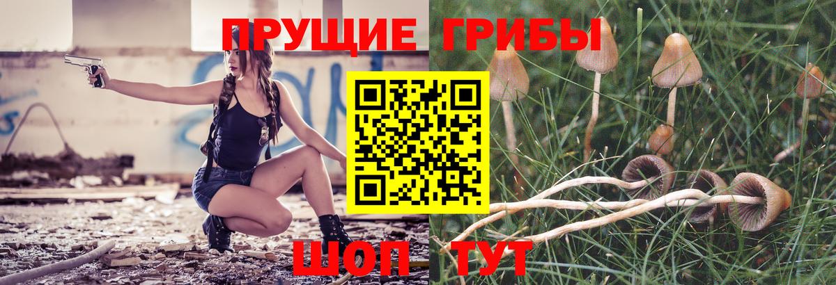 Псилоцибиновые грибы Cubensis Березники